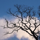 Branches and Clouds