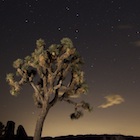 Joshua Tree
