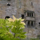 Blarney Castle