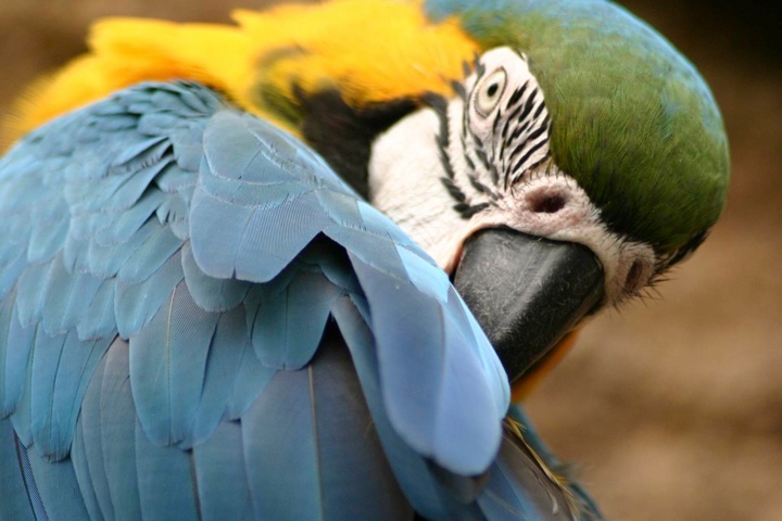 Macaw